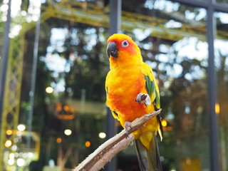 colorful parrot on a branch