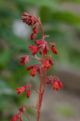 Flowering Pink Bells Heuchera in the Garden.Perennial garden plant.