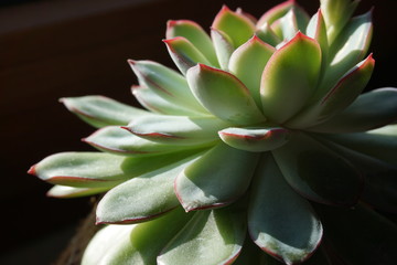 cactus in pot