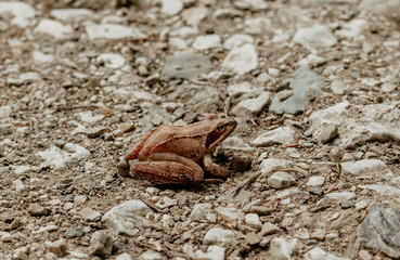 brown frog stay in stones