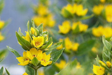 Beautiful yellow garden flowers in the form of bells. Blooming loosestrife closeup.