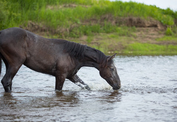  Seraya loshad' kupayetsya v reke 29/5000 Gray horse bathes in the river