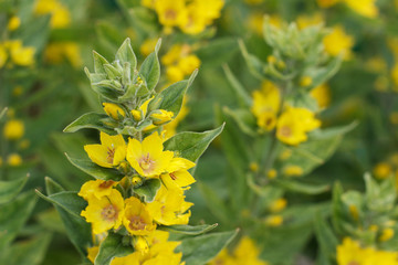 Beautiful yellow garden flowers in the form of bells. Blooming loosestrife closeup.