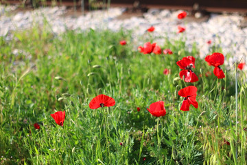 Fototapeta premium Poppies growing by the railways. Selective focus.