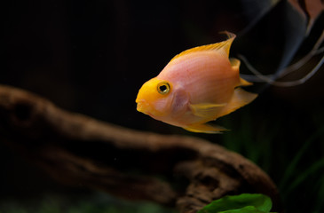 Obraz premium Parrot aquarium fish