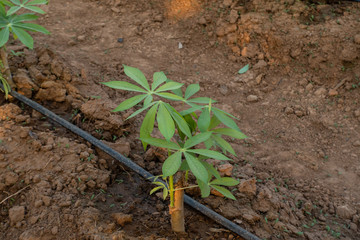 Big Cassava on the floor, Thai Farm.