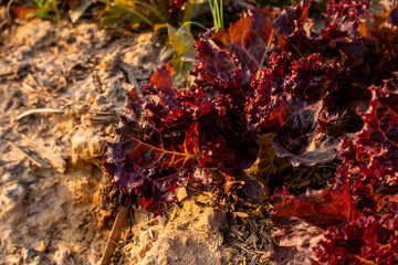 Thai Organic green lettuce vegetable plant in Garden farm for agriculture concept.