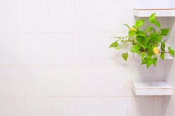 Green trees on a multipurpose shelf But the bathroom wall is not clean.