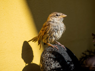 passer domesticus in a stone