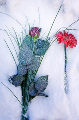 A rose and a gerbera on the snowy ground