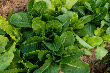 Thai Organic green lettuce vegetable plant in Garden farm for agriculture concept.