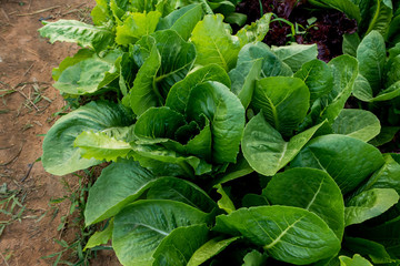 Thai Organic green lettuce vegetable plant in Garden farm for agriculture concept.