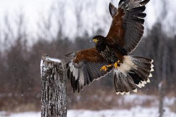 hawk in flight