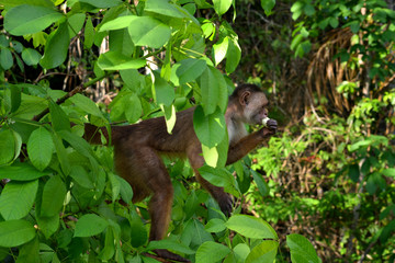 Naklejka na ściany i meble White fronted capuchin in the jungle, Amazon, Brazil.
