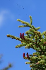 young red spruce cones with blue sky bachground
