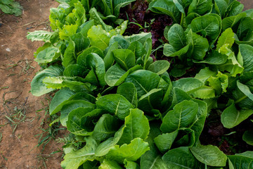 Thai Organic green lettuce vegetable plant in Garden farm for agriculture concept.