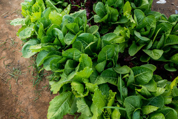 Thai Organic green lettuce vegetable plant in Garden farm for agriculture concept.