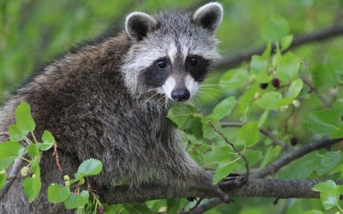 Naklejka na ściany i meble raccoon in a tree