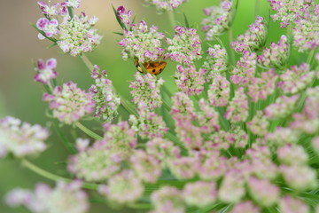 てんとう虫 ladybug