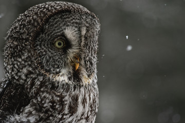 Great Grey Owl