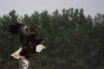 bald eagle