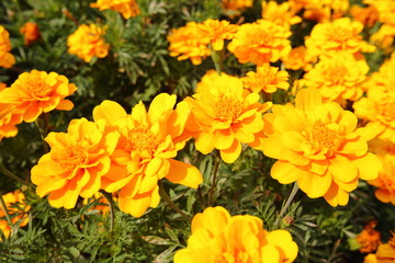 Obraz na płótnie Canvas Closeup,These beautiful marigolds flowers in the garden in King Rama IX Park Thailand.