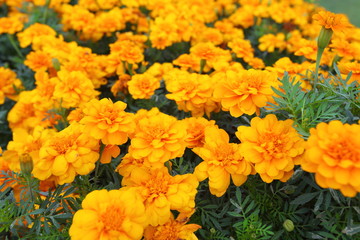 Closeup,These beautiful marigolds flowers in the garden in King Rama IX Park Thailand.