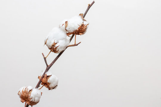 dry branch of a cotton-plant flower on a white background