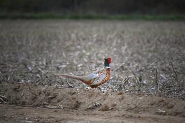 Male Pheasant Running Across Harvested Corn Field