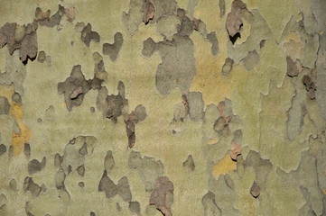 Sycamore mottled bark texture