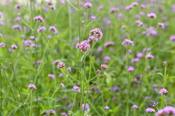 Closeup,Purpletop vervain flowers in the garden of King Rama IX park in Thailand