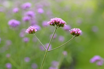 Big Closeup,Purpletop vervain flowers in the garden of King Rama IX park in Thailand
