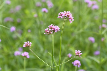 Big Closeup,Purpletop vervain flowers in the garden of King Rama IX park in Thailand