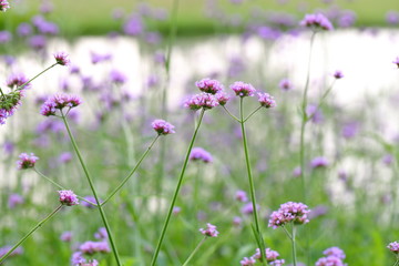 Closeup,Purpletop vervain flowers in the garden of King Rama IX park in Thailand