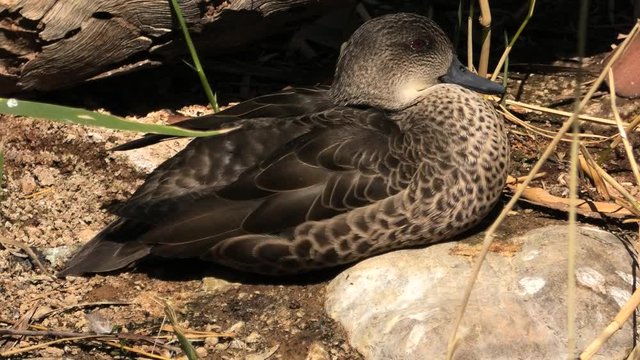 One Australian Widgeon, Mareca penelope, resting on the ground. Desert Park at Alice Springs in Northern Territory, Central Australia.