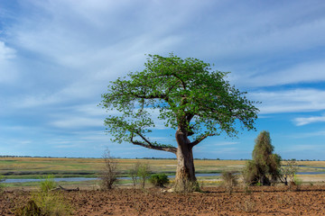 Baum
