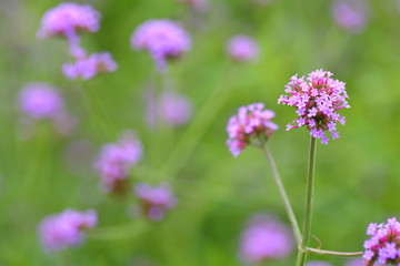 Fototapeta premium Big Closeup,Purpletop vervain flowers in the garden of King Rama IX park in Thailand