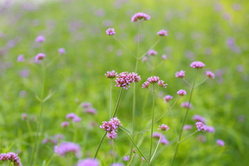 Closeup,Purpletop vervain flowers in the garden of King Rama IX park in Thailand