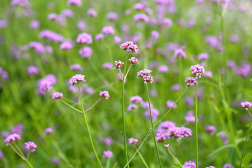 Closeup,Purpletop vervain flowers in the garden of King Rama IX park in Thailand