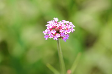 Big Closeup,Purpletop vervain flowers in the garden of King Rama IX park in Thailand