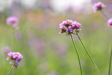 Big Closeup,Purpletop vervain flowers in the garden of King Rama IX park in Thailand