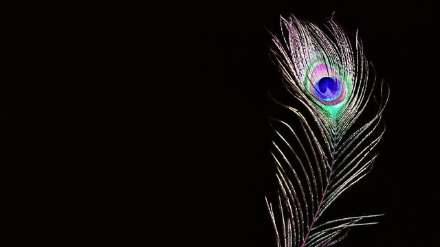 Peacock feather on a black background in the wind