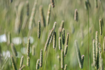 close-up of grass tops on a field background