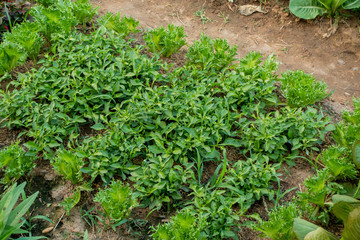 Thai Organic green lettuce vegetable plant in Garden farm for agriculture concept.