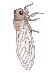 Le cigalon, la cigale la plus grosse de Provence. Grise et cuivrée.