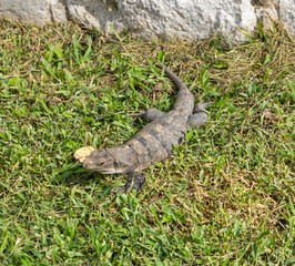 Iguana in ancient mayan site Tulum. Animal photo in nature. Wallpaper, travel, wildlife image. Mexico. Yucatan. Quintana roo.