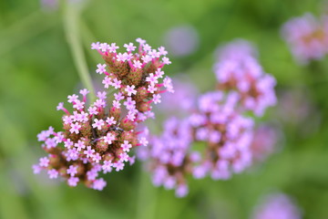 Big Closeup,Purpletop vervain flowers in the garden of King Rama IX park in Thailand