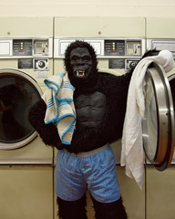 Naklejka na ściany i meble Responsible Gorilla Doing Laundry