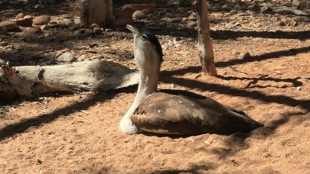 Australian bustard, Ardeotis australis, a large ground dwelling bird sitting on a ground also called plains turkey or bush turkey. Desert Park at Alice Springs in Northern Territory, Australia.