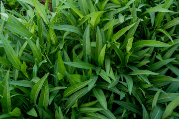 Kale fresh vegetable on garden in organic farm, Thailand.